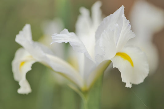 Iris et Glaïeul : 5 conseils de culture