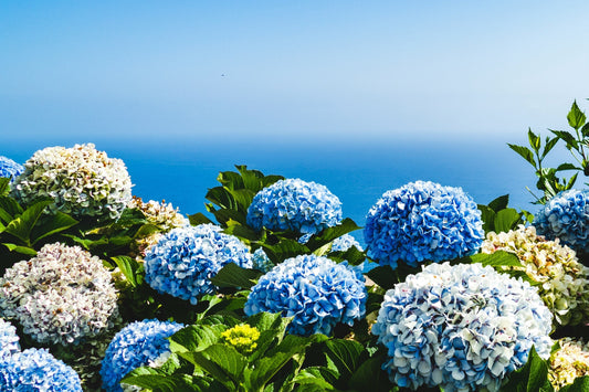 Comment avoir de magnifique hortensias ?