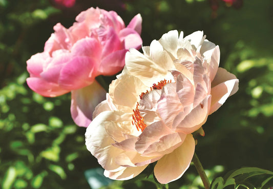 Secrets de floricultrice 🌸