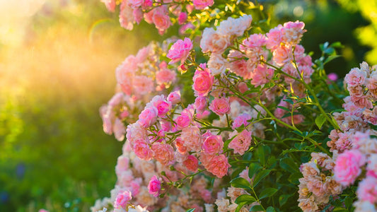 Secrets de culture des rosiers